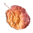 https://www.failteamici.info/wp-content/uploads/2020/11/small_leaf_02.png
